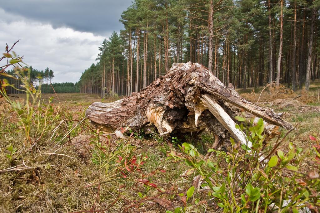 Agroturystyka Sominy Piotr Exterior photo