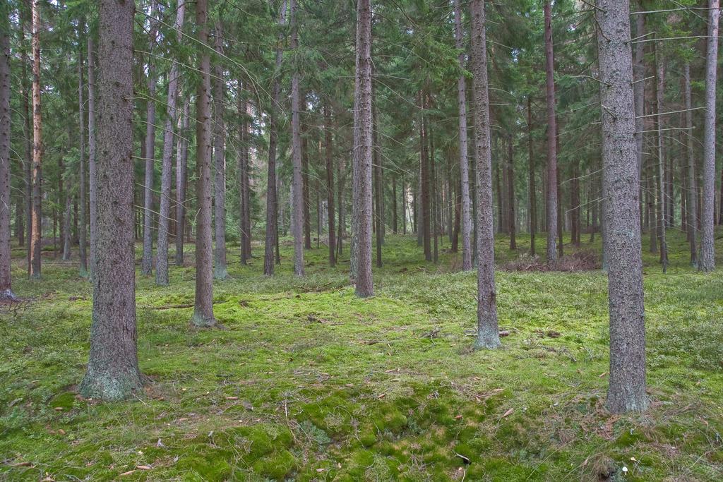Agroturystyka Sominy Piotr Exterior photo